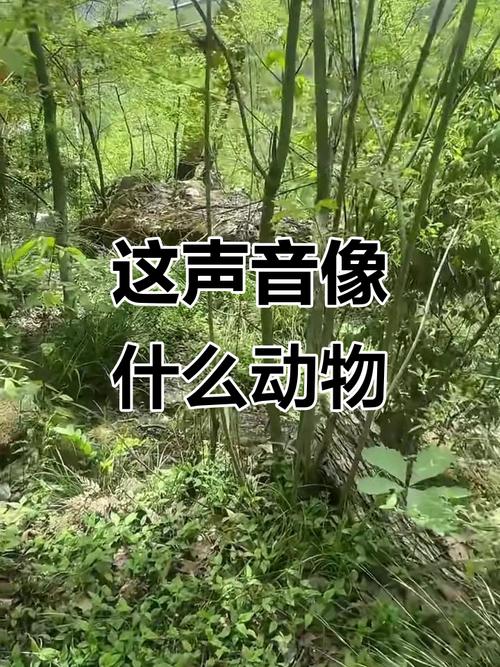 什么动物声音很尖细