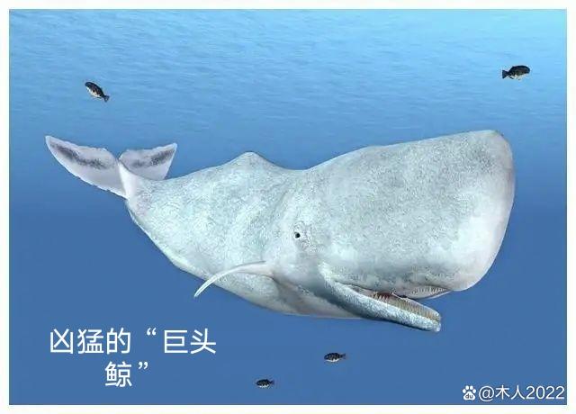 巨头鲸图片