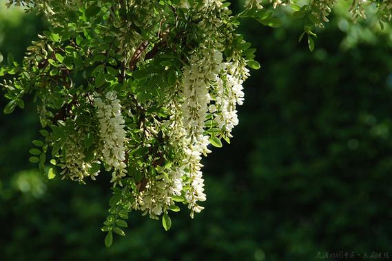 五绝落花赋