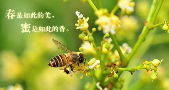 你是蜂蜜味的全文免费阅读截图