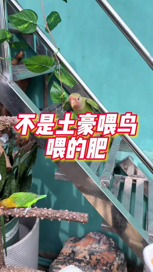 鹦鹉吃什么踩背下蛋快截图