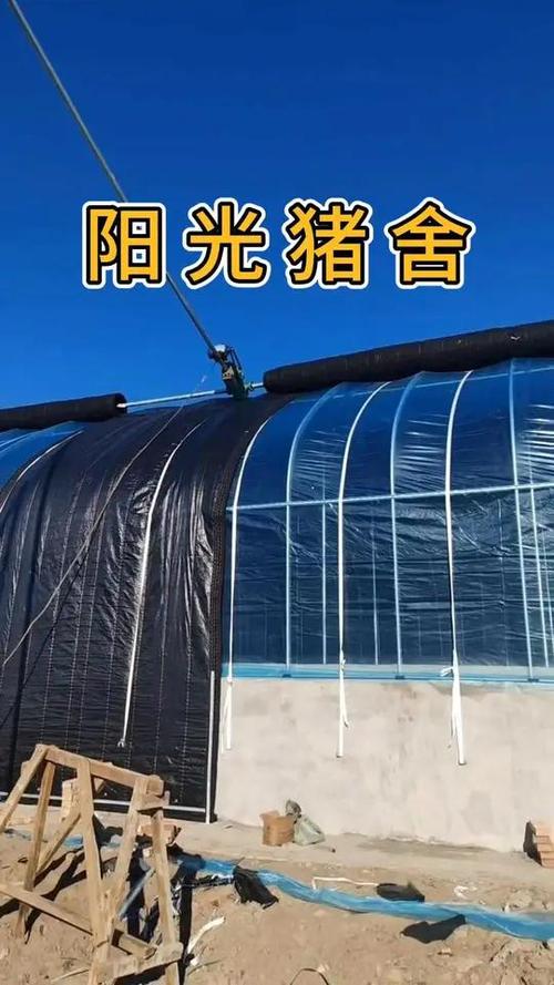 阳光养猪屋游戏截图