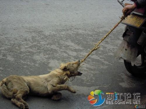 东莞虐狗事件详细经过和结果