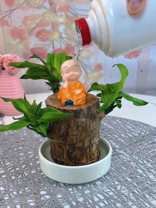 幸运木的寓意