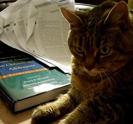 猫儿看书