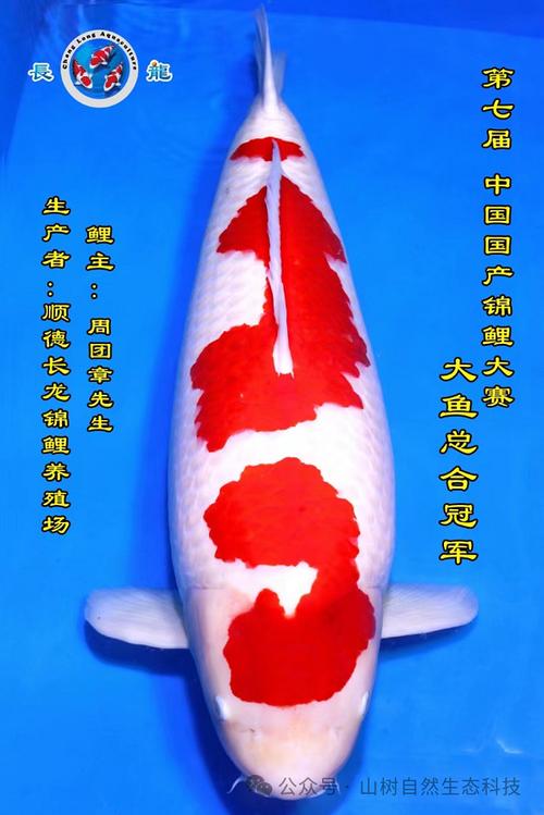中国锦鲤