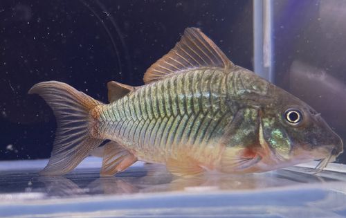 野生青铜B鼠不开口