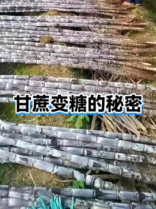 糖放久了会坏吗