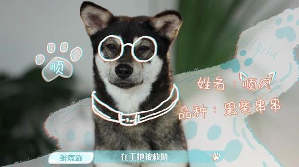 喵云邀请码从哪搞