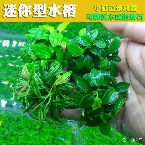 鱼缸里水发绿怎么解决