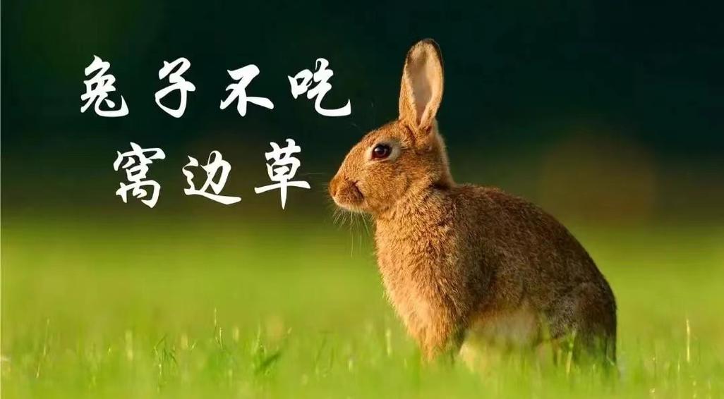 兔子不吃窝边草下一句话是什么