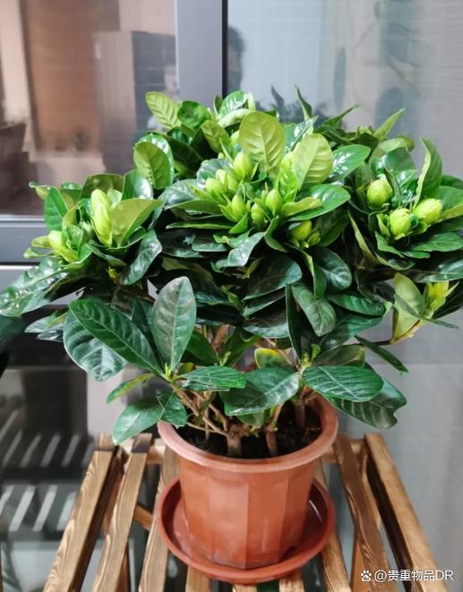 栀子花养殖技巧和方法