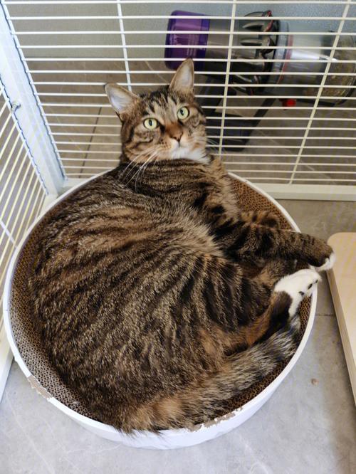 肉猫小四