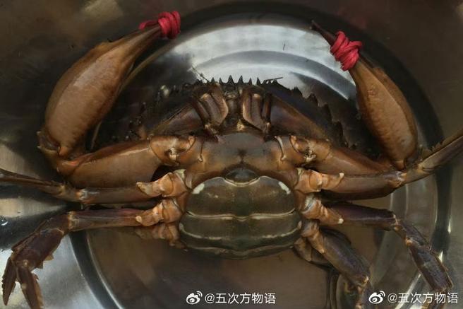 石夹红和赤甲红的区别