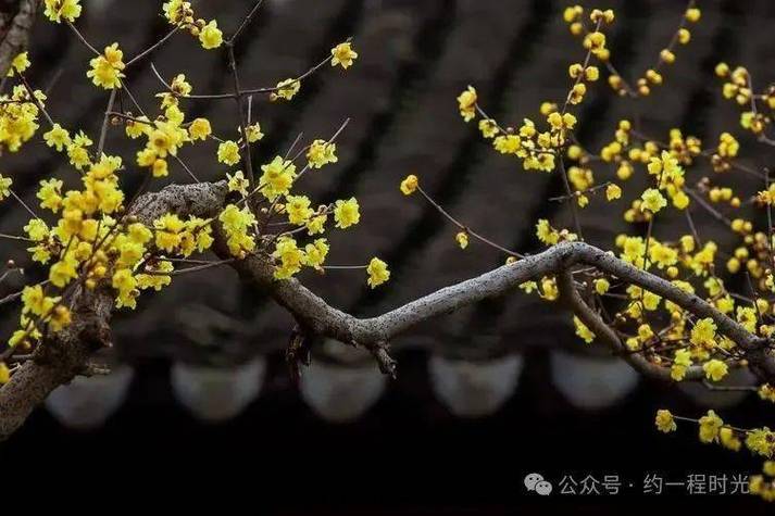 汪曾祺《腊梅花》