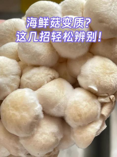 海鲜菇尽量少吃最好不吃视频