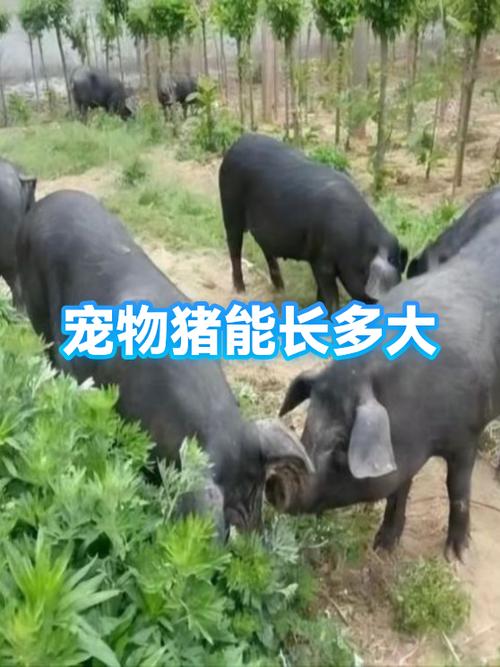 宠物野猪的喂食步骤