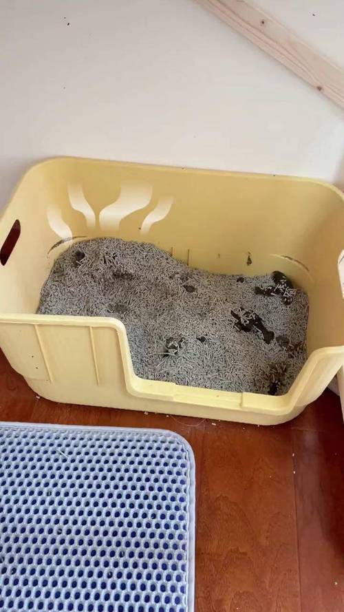铲猫砂注意事项