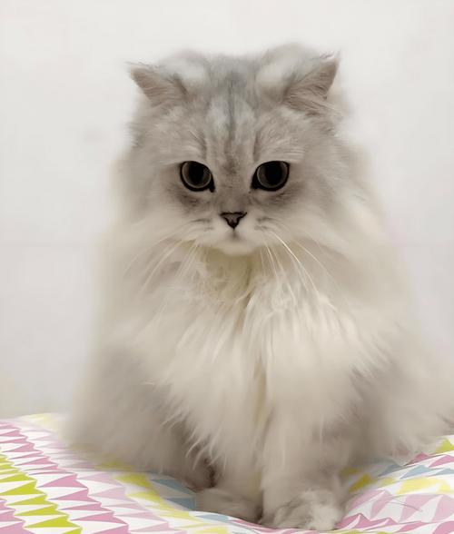 哪里的猫最便宜
