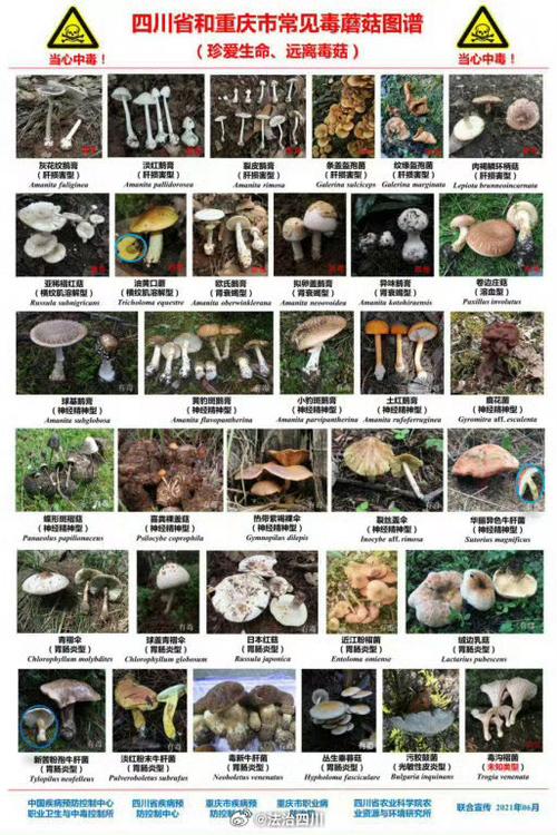 常吃的20种蘑菇的种类缩略图