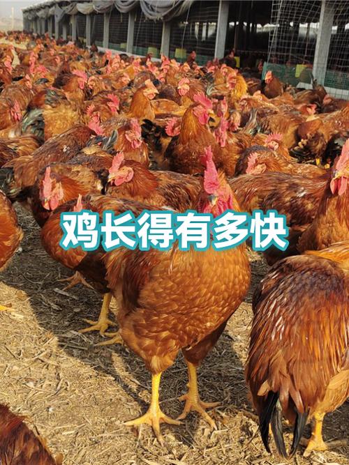 养鸡喂什么长得快