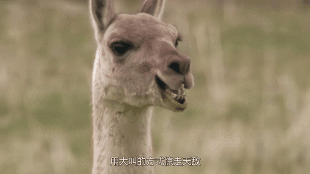 羊驼吐口水搞笑动图
