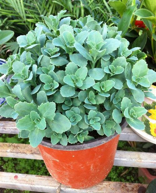 八宝花有毒吗适合家里养吗
