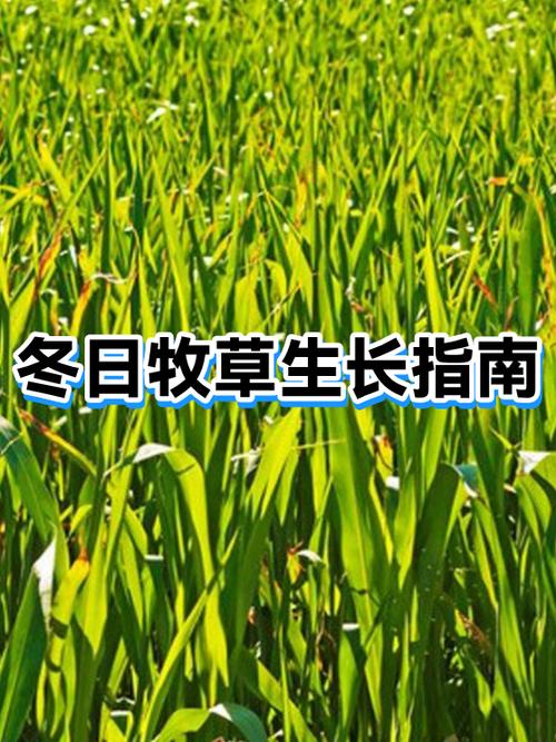 牧场物语冬季攻略