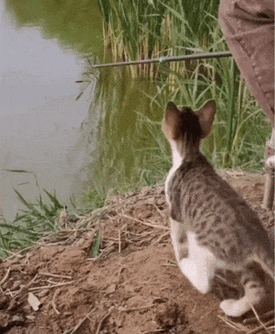 猫承包鱼塘搞笑图片