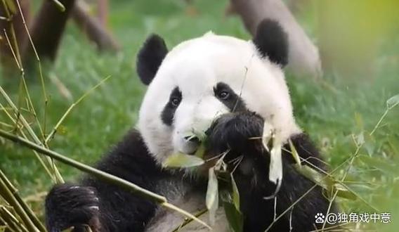 中国外租的大熊猫