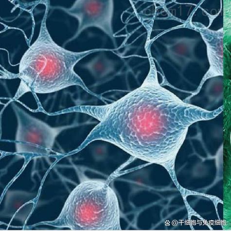 stem cell