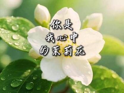 你是我心中最美丽的花