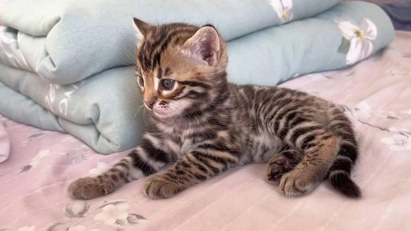 邻居猫猫视频缩略图