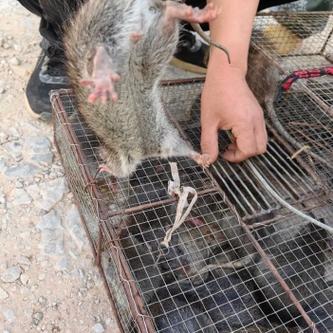 田鼠养殖视频致富经