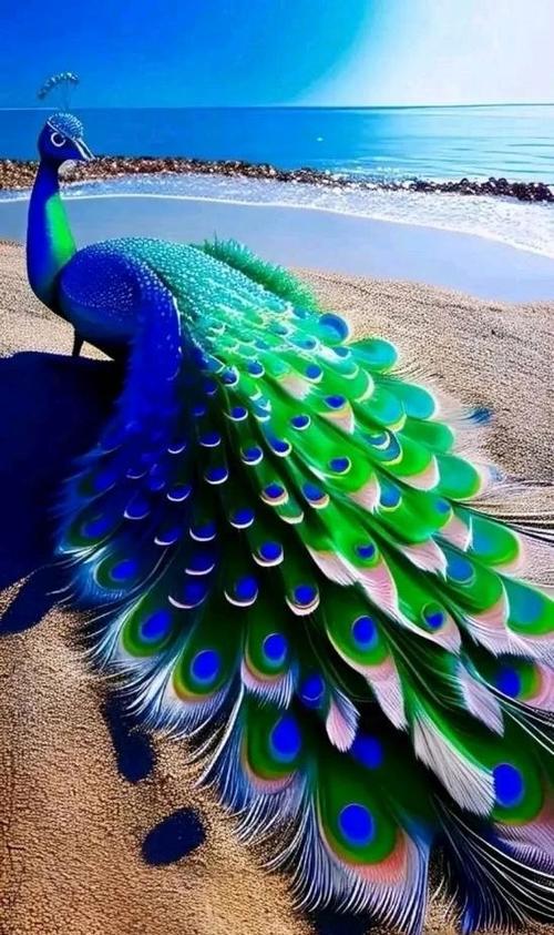 孔雀英语peafowl