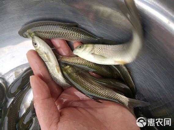 附近哪里有卖草鱼苗