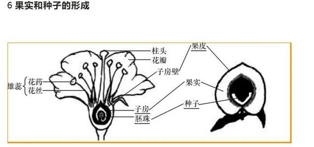 先有种子还是先有果实图标