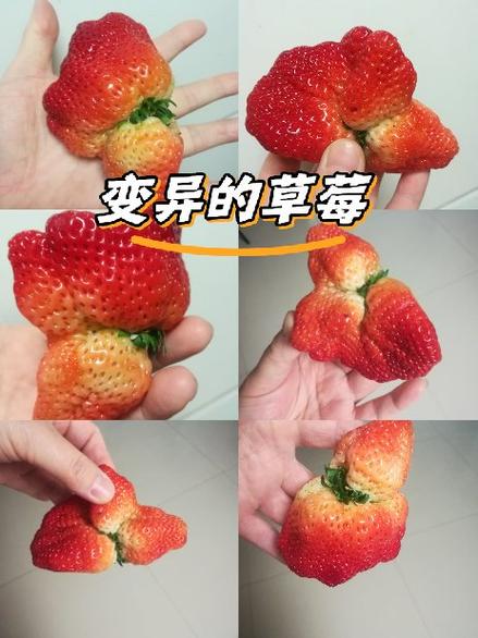 草莓转赚钱吗缩略图