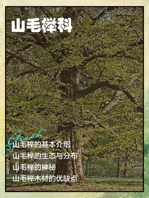 山毛毛值得培养吗