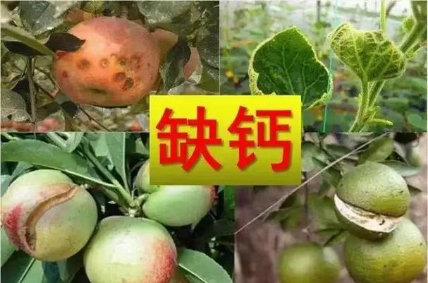 兔子缺钙的症状