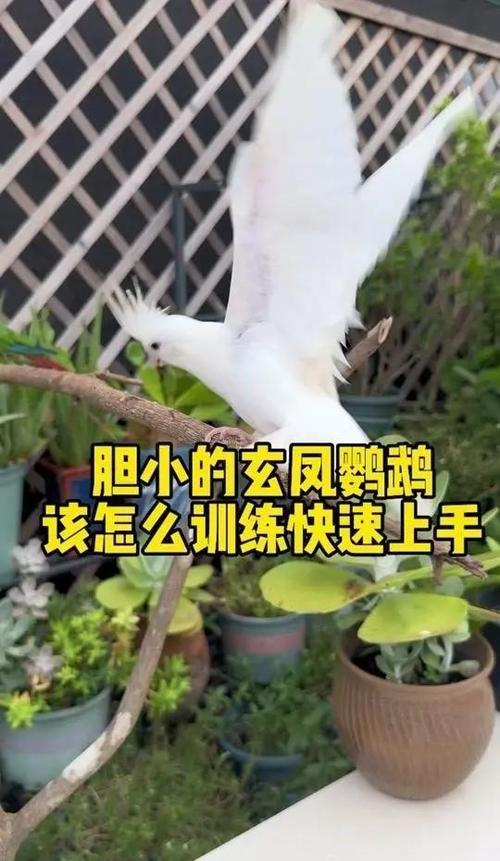 怎样让玄凤鹦鹉不怕你