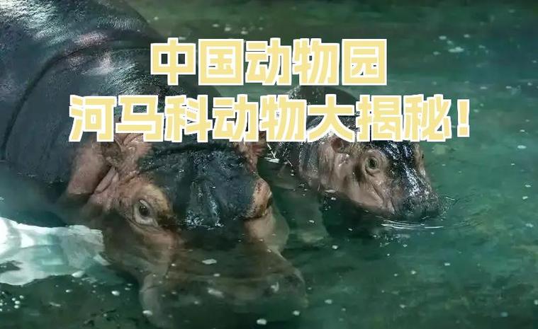 河马资料简介