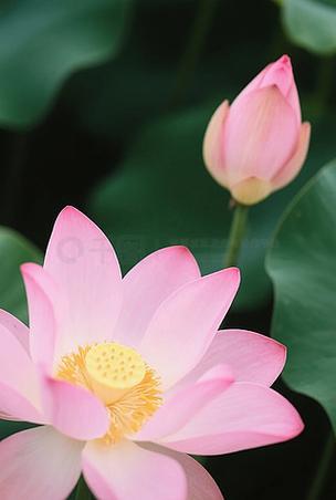 花朵图片大全