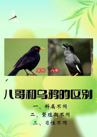 八哥手机电影版在线观看