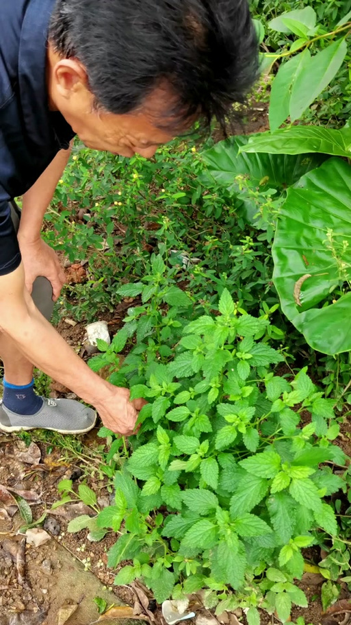 和薄荷长得很像的青菜