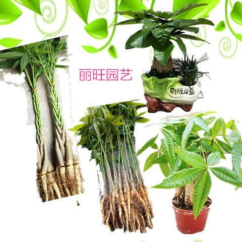 发财树小苗几年能长粗