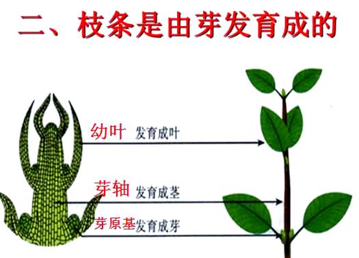芽的发育过程