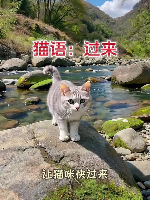 养猫的唯美句子
