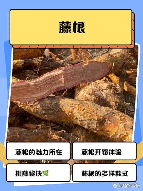 滕莲根的功效