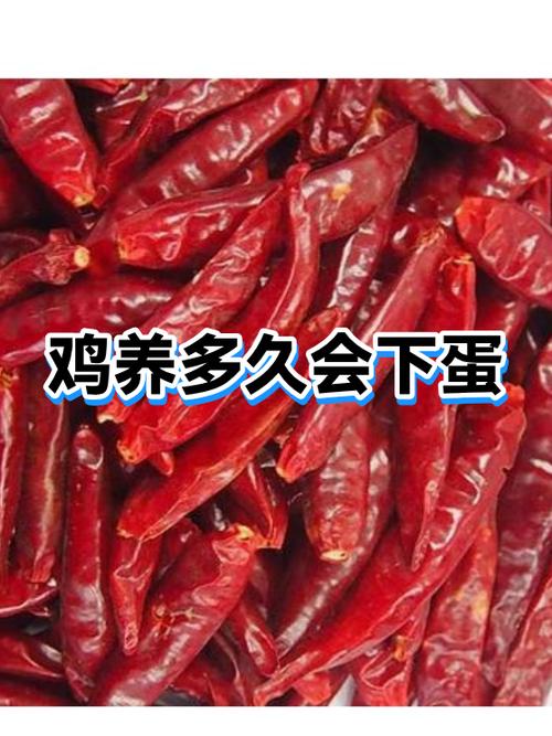 养鸡多久可以下蛋